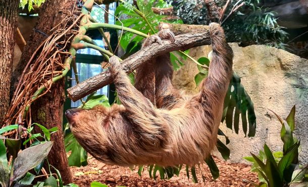 zoo-ljenivac-01