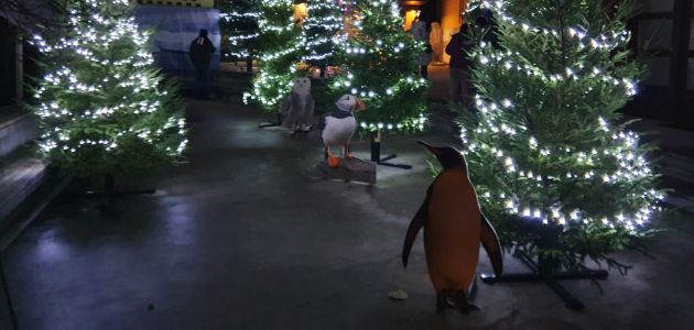 Polarni advent u Divljem srcu grada