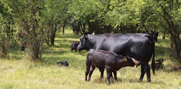 krava i tele bio uzgoj