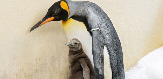Pogledajte malog kraljevskog pingvina koji je upravo stigao na svijet