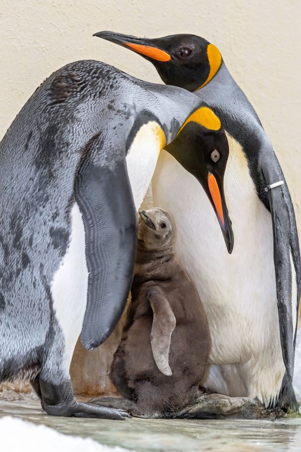 Ženka i mužjak kraljevskog pingvina izmjenjuju se u skrbi o mladuncima © Daniel Zupanc