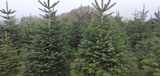 Božićno drvce, za pravi ugođaj Božića odaberite pravo drvce