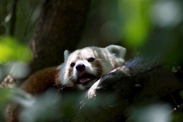 crvene-pande-zoo-1