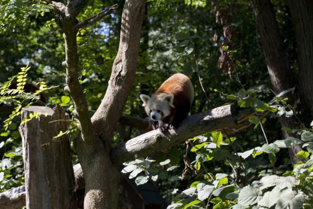 crvene-pande-zoo-2