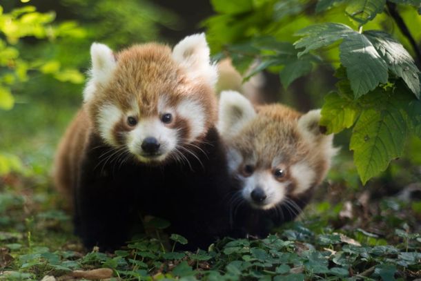 crvene-pande-zoo-3