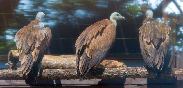 Supovi u oporavilištu (foto Srđan Hulak)