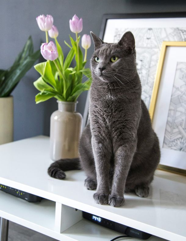 siva sijamska maca macka