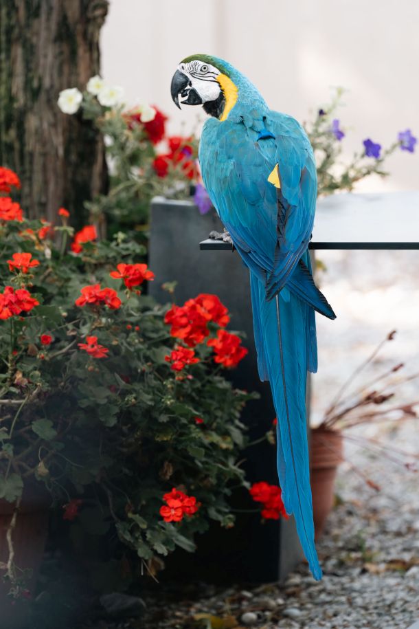 paiga botanist restoran