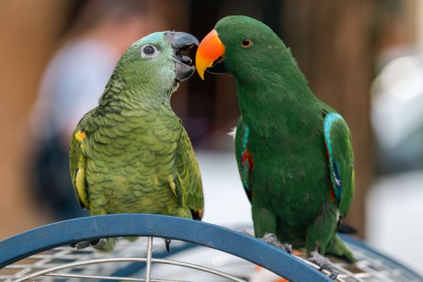 papige zabava za djecu