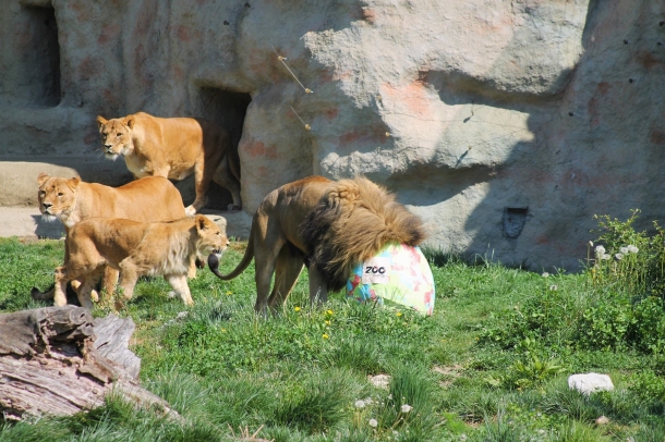 proljece-u-zooloskom-vrtu-1