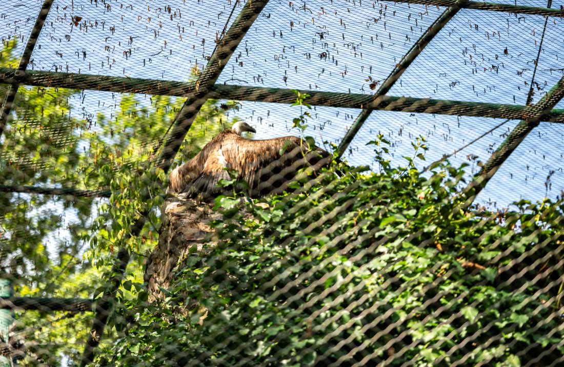 Bjeloglavi sup zooloski vrt grada zagreba