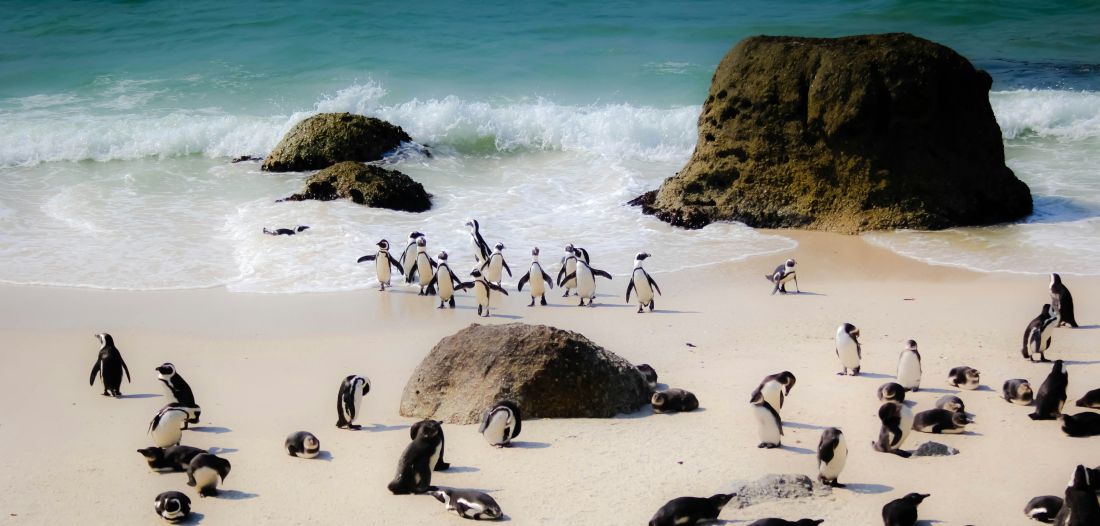 Zašto volimo pingvine? Otkrivamo djeci sve tajne ovih veselih morskih ptica