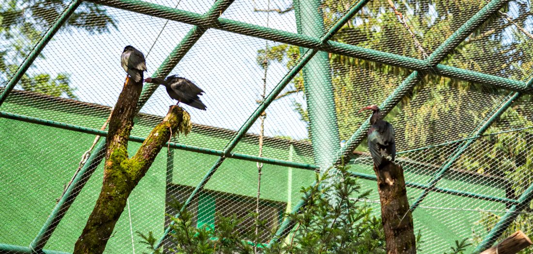 Zoološki vrt Grada Zagreba za 100. godišnjicu osnutka dobio ćelave ibise