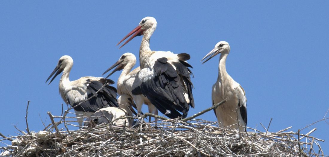 Iz zagrebačkih gnijezda proviruje 113 mladih bijelih roda