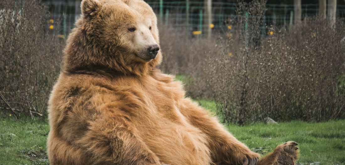 Sedam razlika između mrkog medvjeda i grizlija