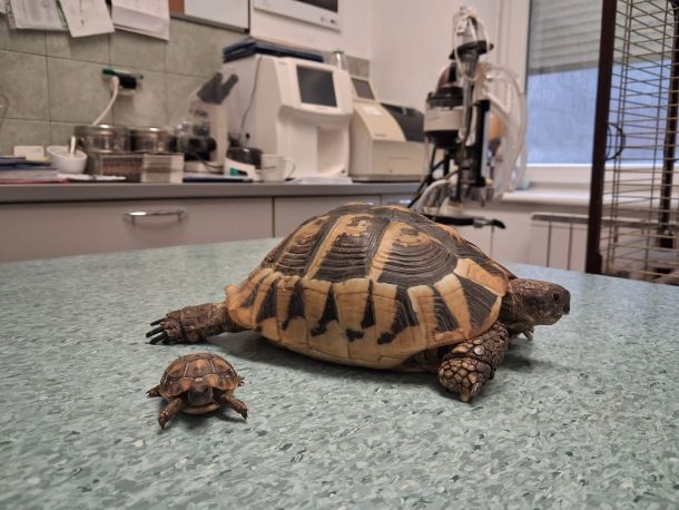 oporaviliste-cancare