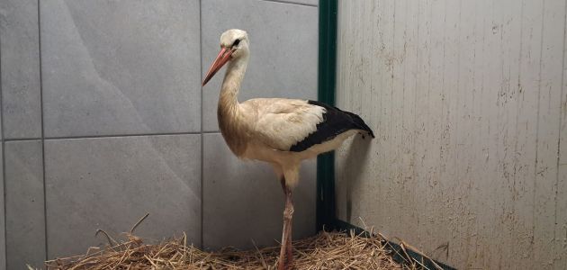 Novi rekord Oporavilišta za divlje životinje