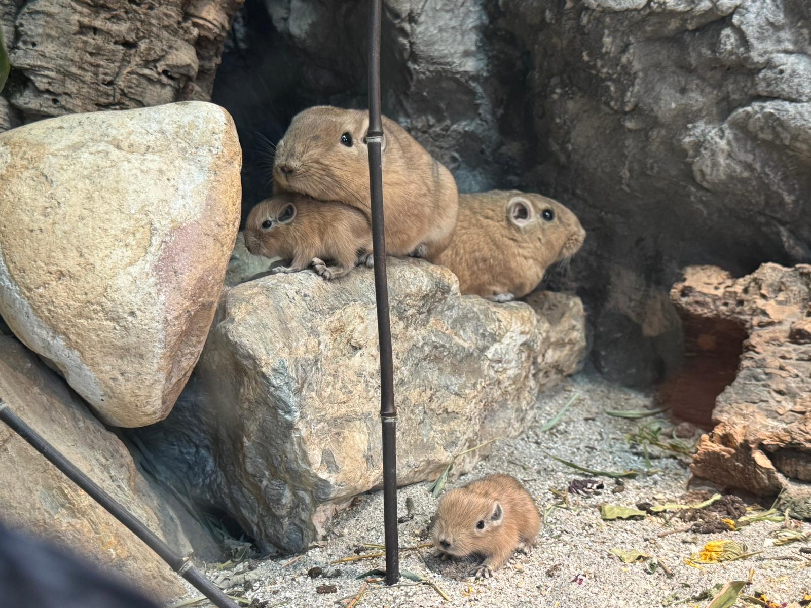Obitelj gundija africkih glodavaca koji ne piju vodu