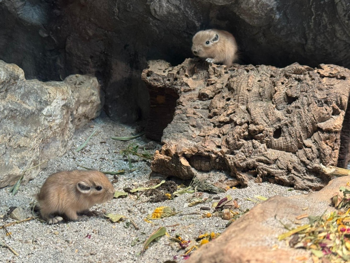 africki glodavac koji ne pije vodu zanimljivst gundi