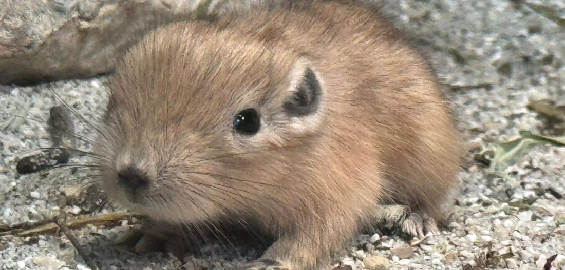 Glodavci koji ne piju vodu? U Zagrebu prvi put na svijet došli dražesni gundiji