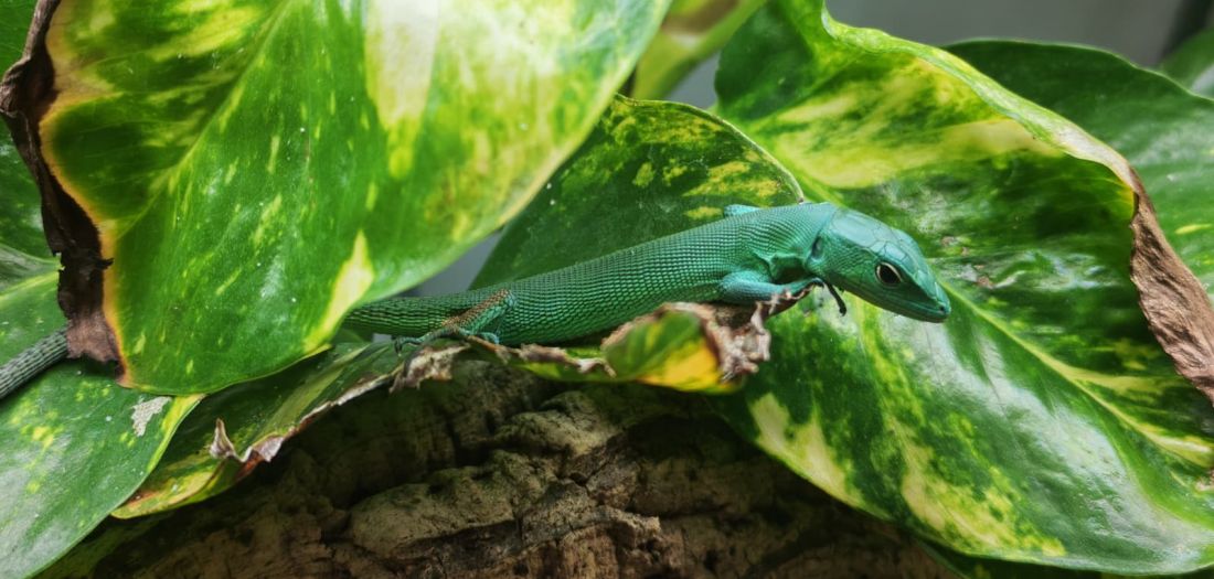 Najljepša vijest stiže iz Zoo Zagreba- upoznajte pet zelenotrbih guštera koji su upravo postali najslađi stanovnici metropole