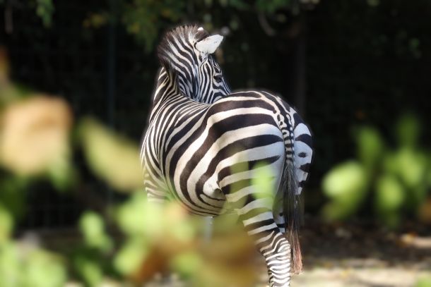 zoo-zebra