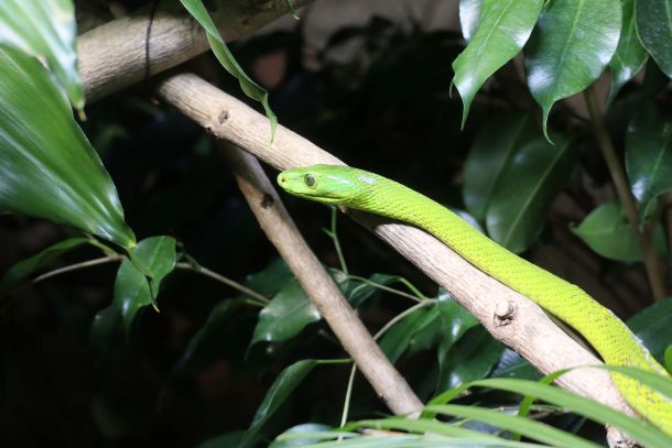 zoo-zelena-mamba