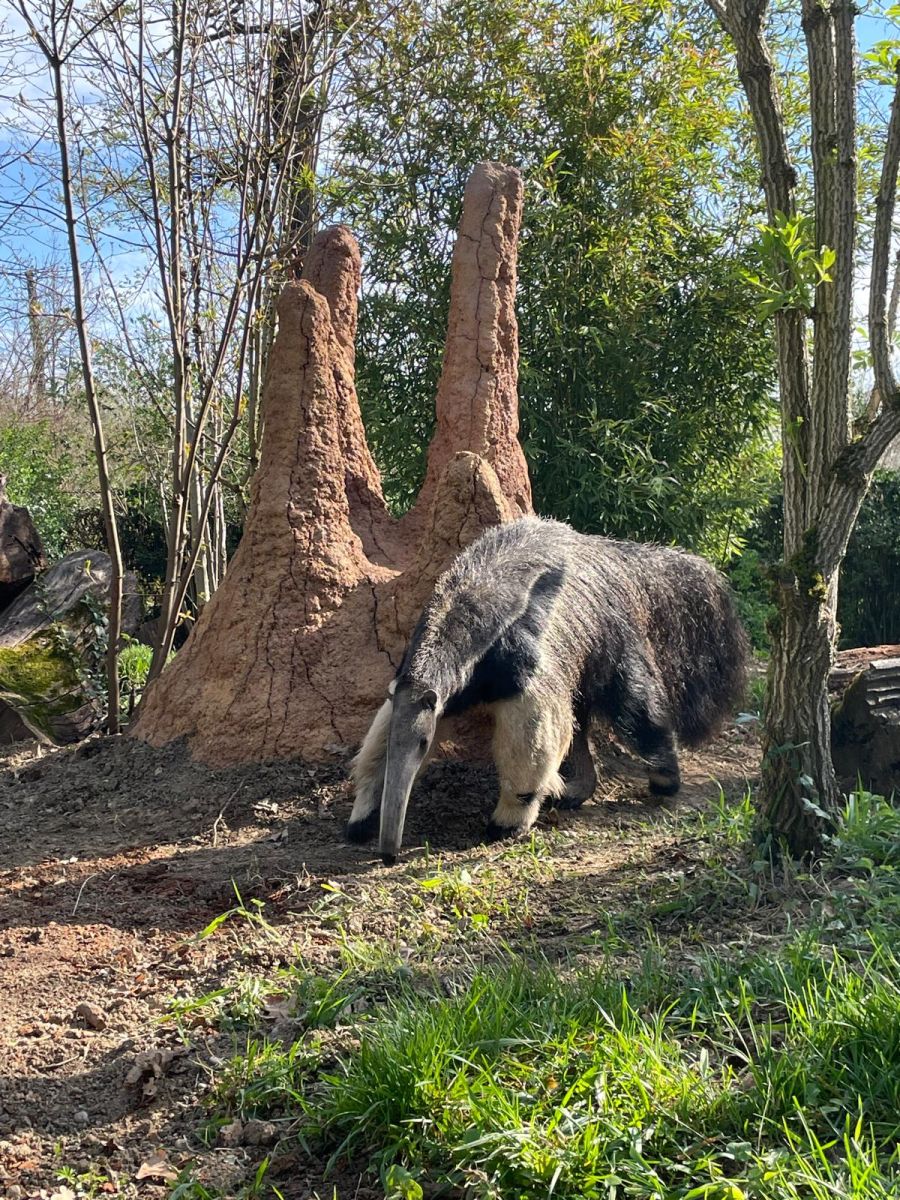 Divovski mravojed kraj termitnjaka zoolski vrt zagreb