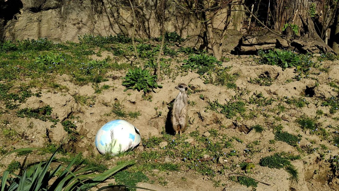 Merkat zoolski vrt zagreb