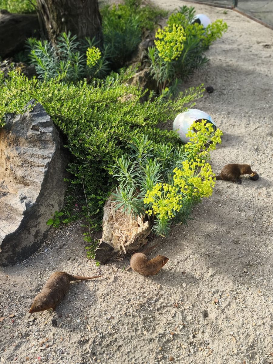 Patuljasti mungosi zoolski vrt