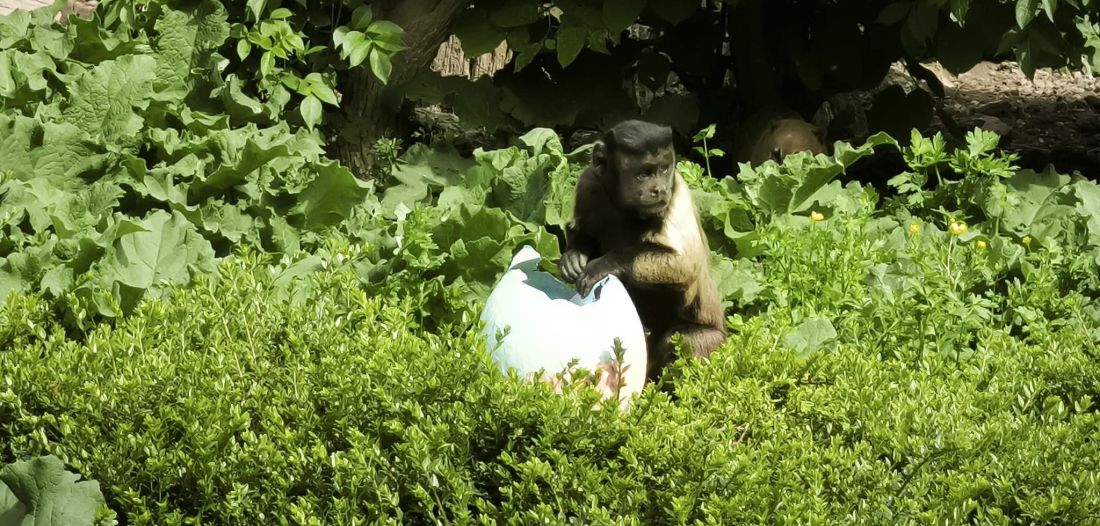 Na Uskrsni ponedjeljak stanovnicima Zoološkog vrta Grada Zagreba stižu pisanice