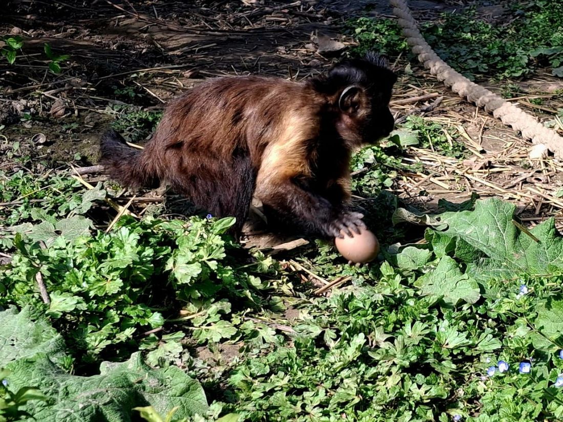 Smeđi kapucin zoolski zagreb