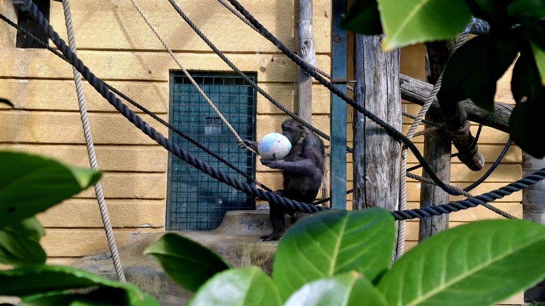 Životinje dobile pisanice, a divovski mravojedi i termitnjak