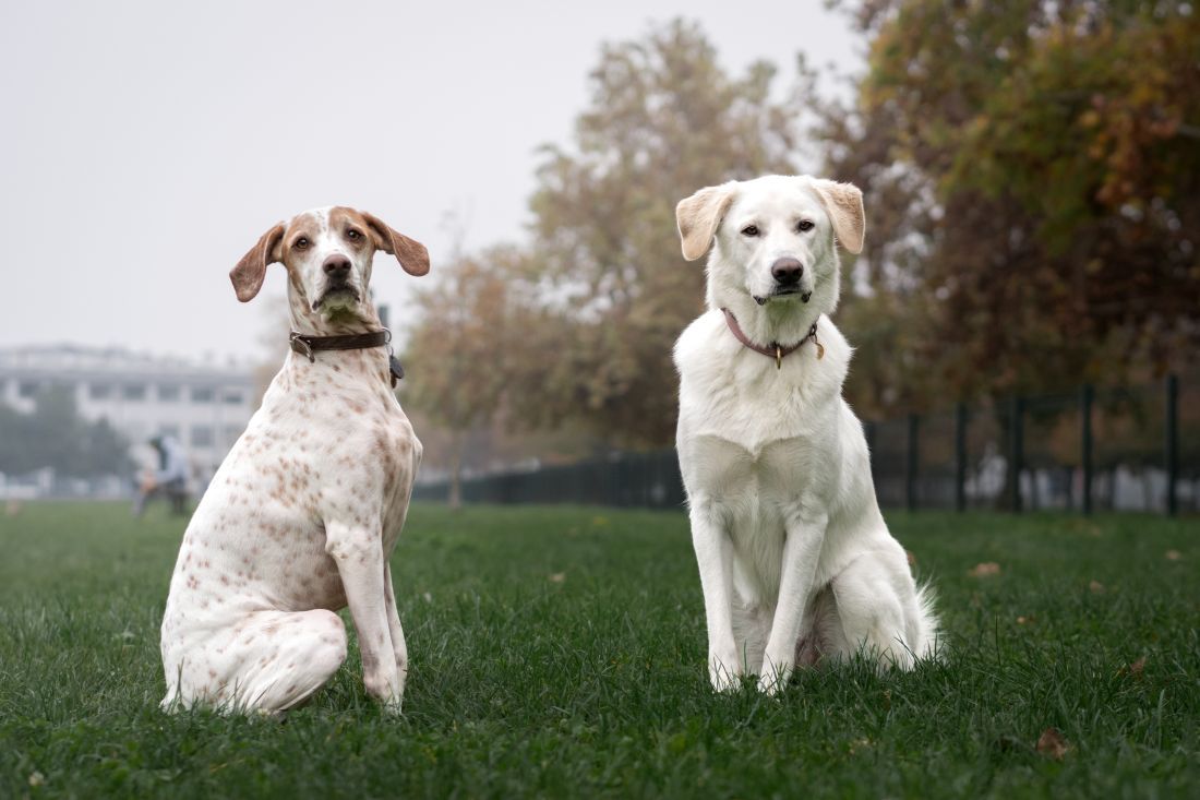 Dog Day u Zagrebu: Povedite djecu i njuškice na Festival šapa i srca u Bark Park Prečko
