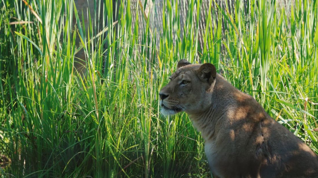 Lavica u travi zoo zagreb