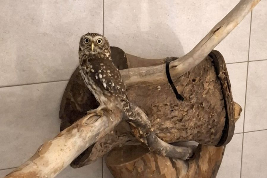 cuk u Oporavilistu za divlje zivotinje Zoološkog vrta Grada Zagreba