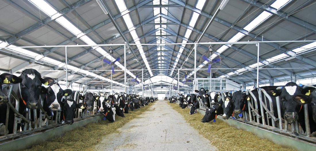krave na farmi Belje farma Topolik